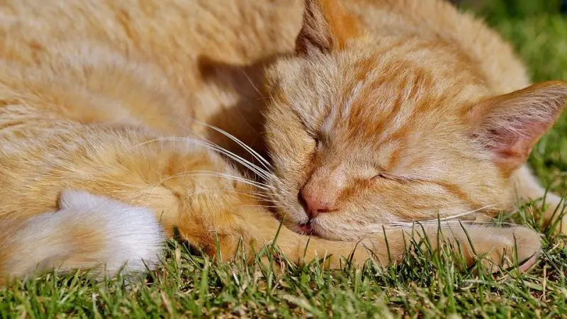 Como é que sei se o meu gato me ama? 8 sinais de que o seu gato o ama