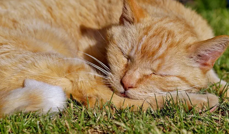 Wie kann ich wissen, ob meine Katze mich liebt? 8 Zeichen, die zeigen, dass Ihre Katze Sie liebt