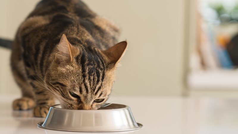 Wie füttert man eine schwierige Katze?