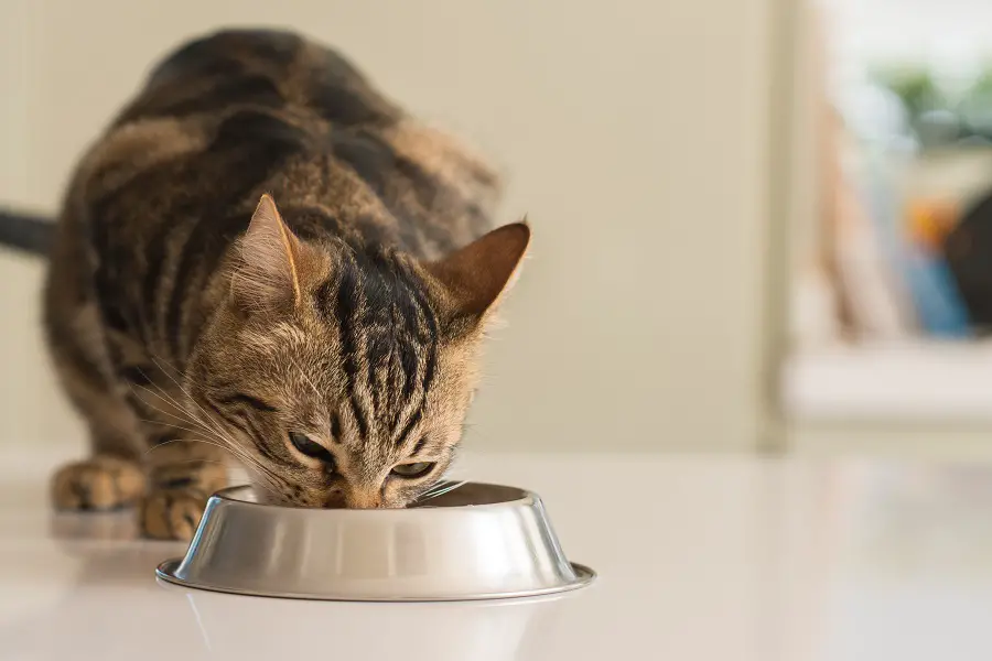 ¿Cómo alimentar a un gato quisquilloso?