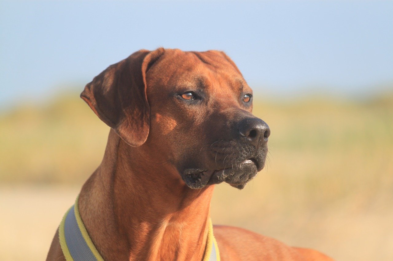 cómo cepillar a un rhodesian ridgeback