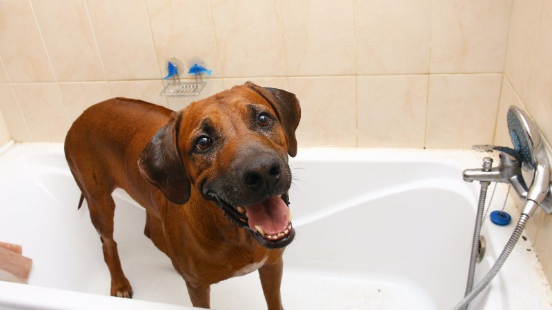 Como cuidar de um Rhodesian Ridgeback?