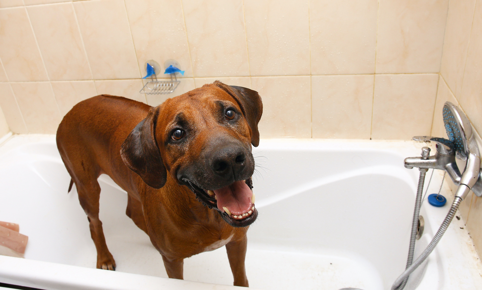 Hoe verzorg je een Rhodesian Ridgeback?