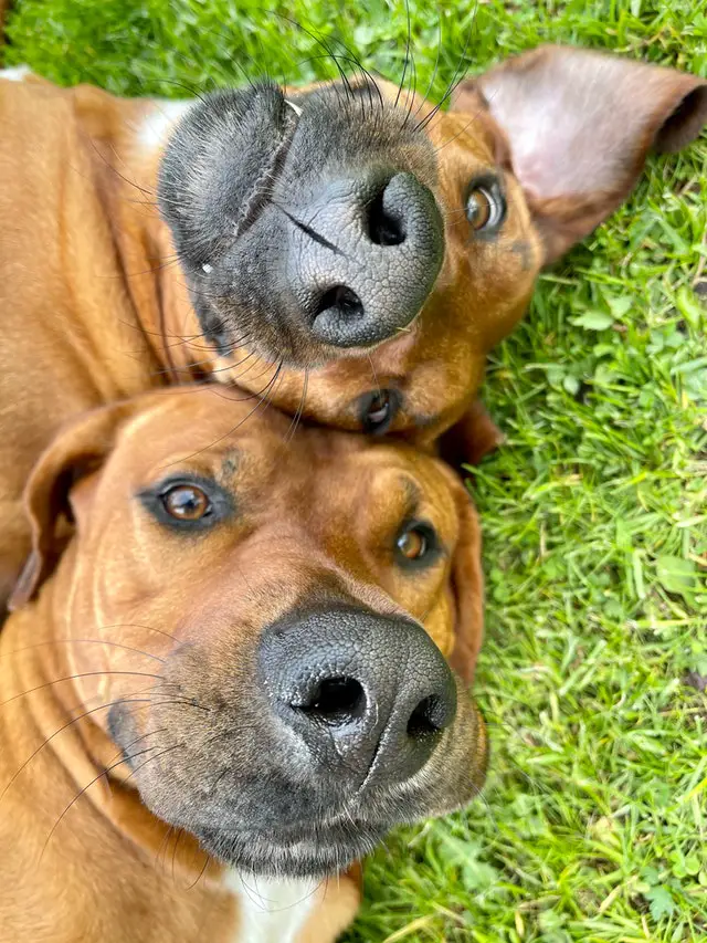 Rhodesian Ridgeback toilet