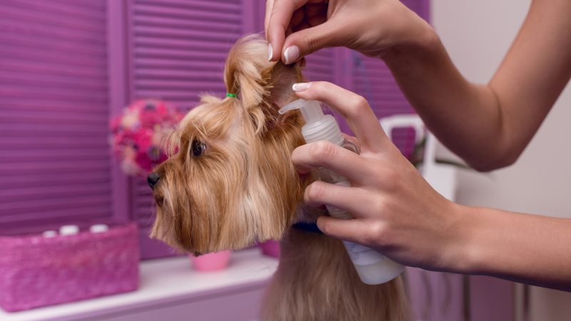 Higiene canina: Escovagem, Banho, Tosquia, Dentes, Orelhas, Unhas