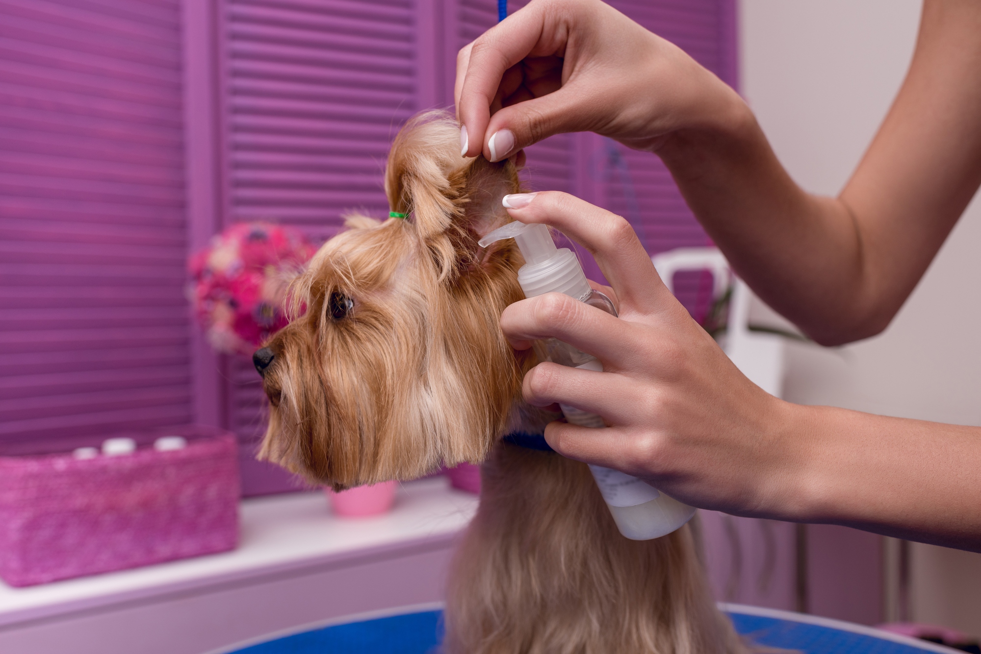 Higiene canina: Cepillado, Baño, Esquilado, Dientes, Orejas, Uñas