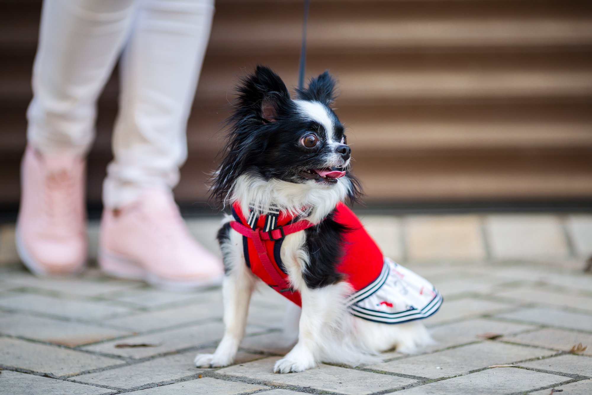 Higiene canina - banho e tosquia