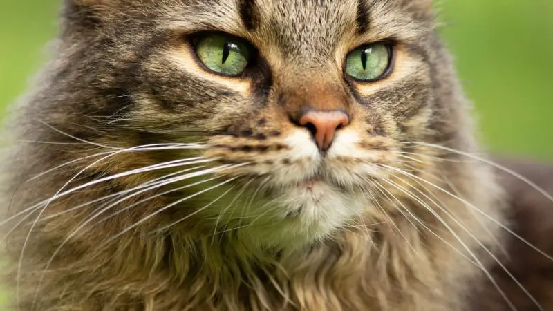 Charakter der Maine Coon: ein faszinierender sanfter Riese