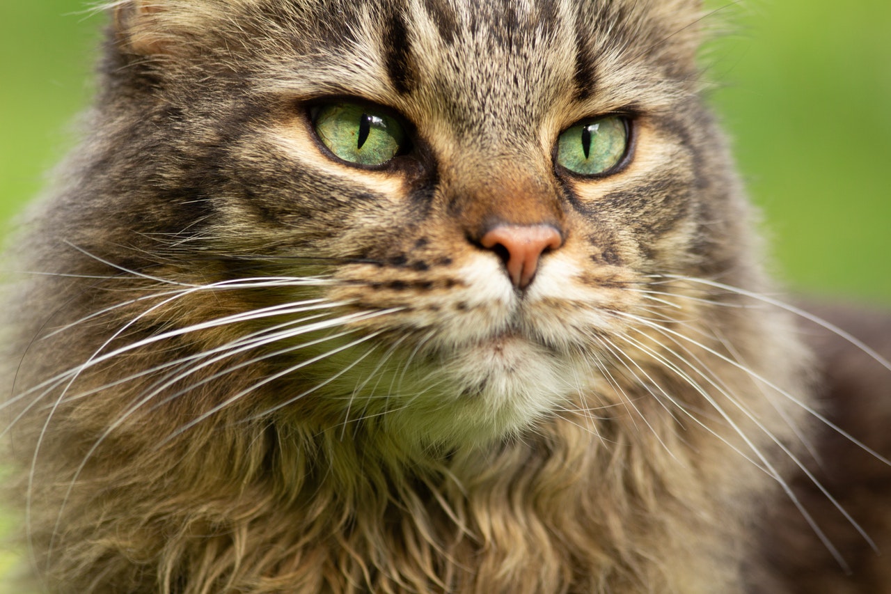 Charakter der Maine Coon: ein faszinierender sanfter Riese