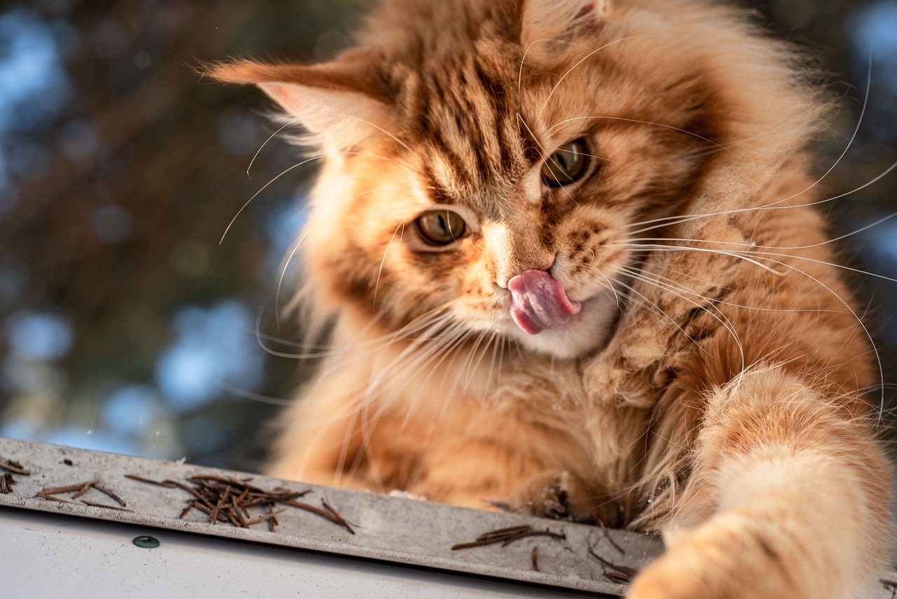 carácter juguetón maine coon