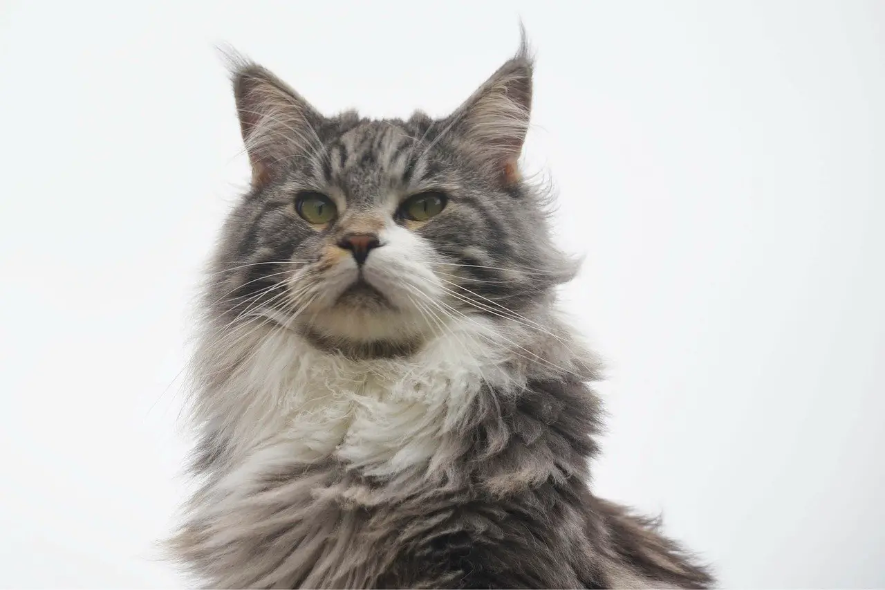 caractere maine coon male