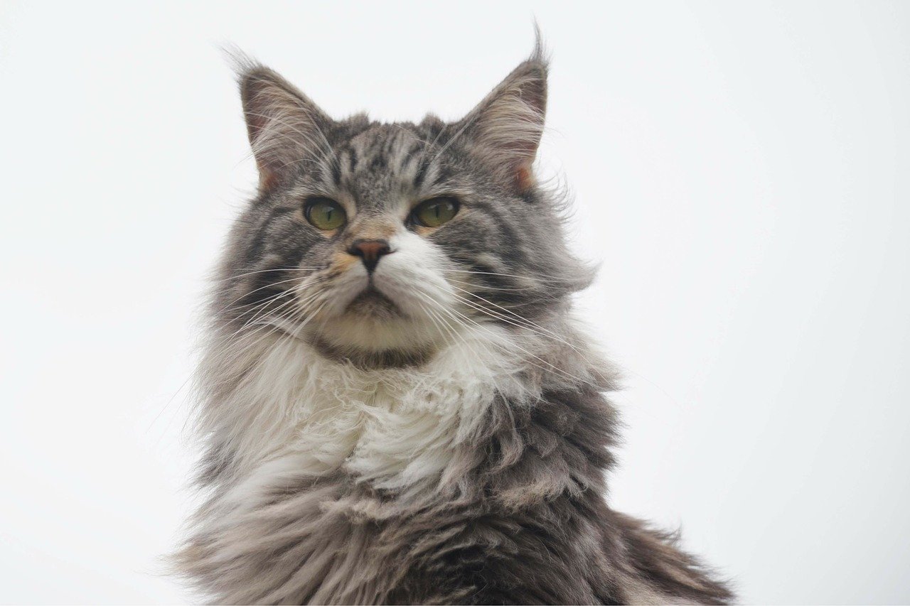 personagem maine coon macho