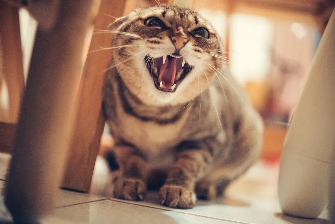 position chat en colère