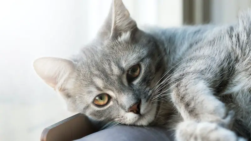 Dépression Chat : Comment remonter le moral d’un chat déprimé ?