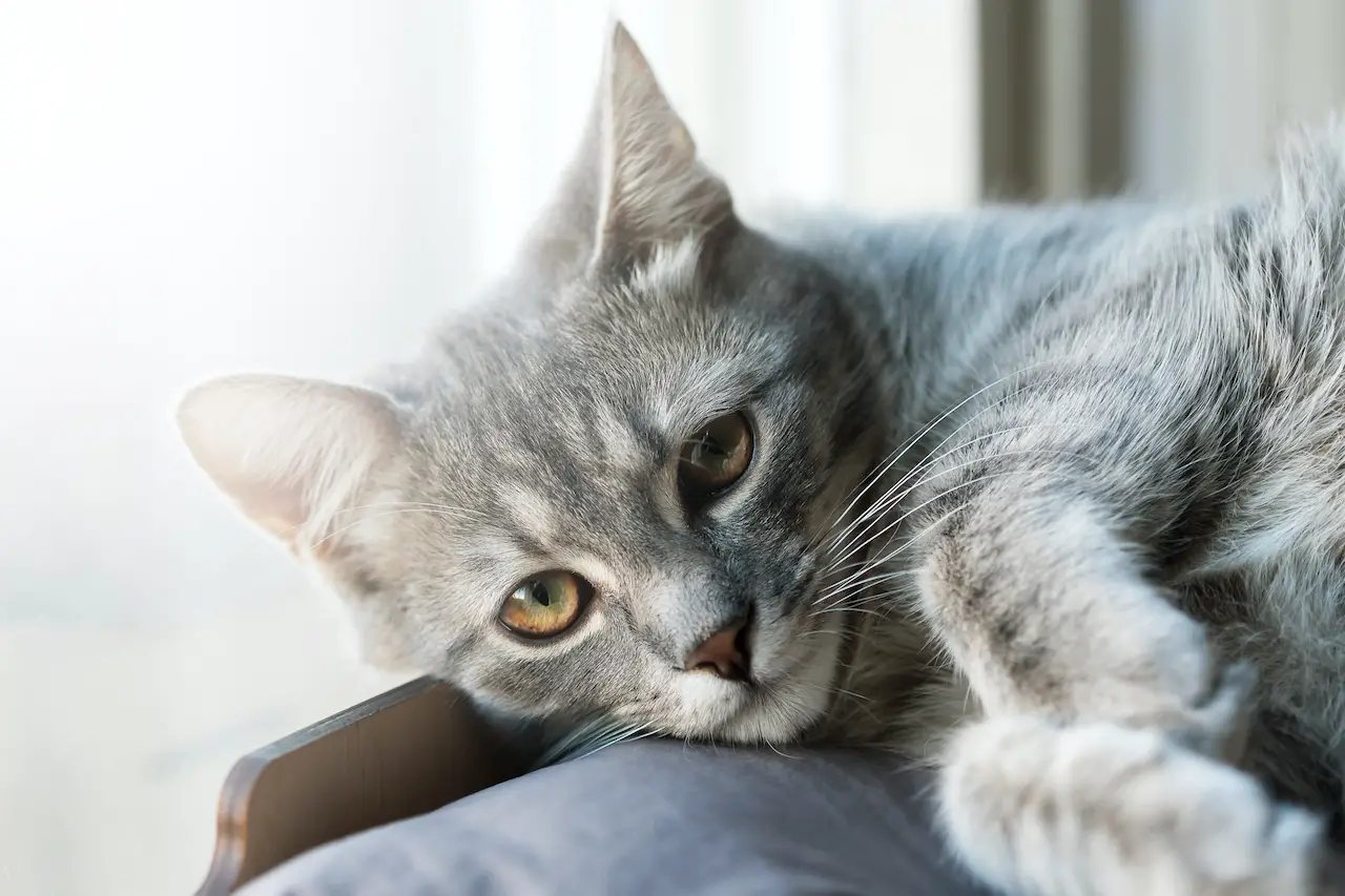 Depressionen bei Katzen: Wie kann man eine depressive Katze aufmuntern?