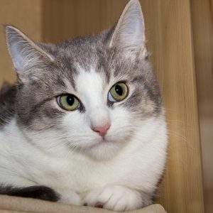 Mauvais Etat Du Pelage Chez Les Chats Causes Symptomes Et Traitement Toilettage Chiens Chats