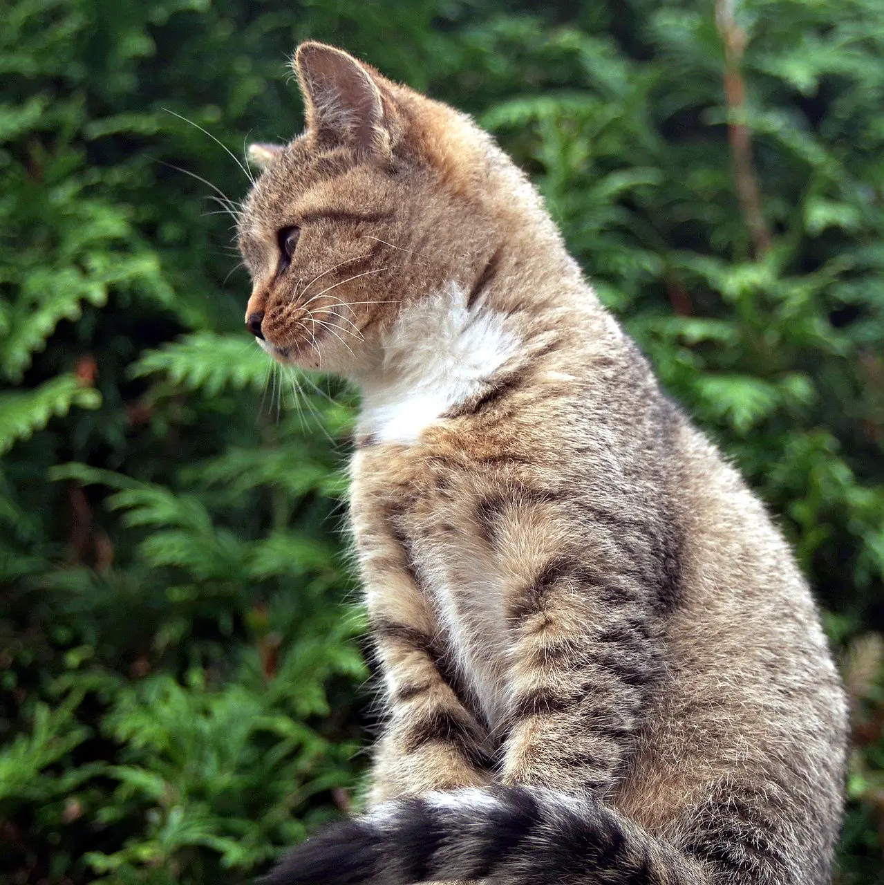 posizione rilassata del gatto seduto