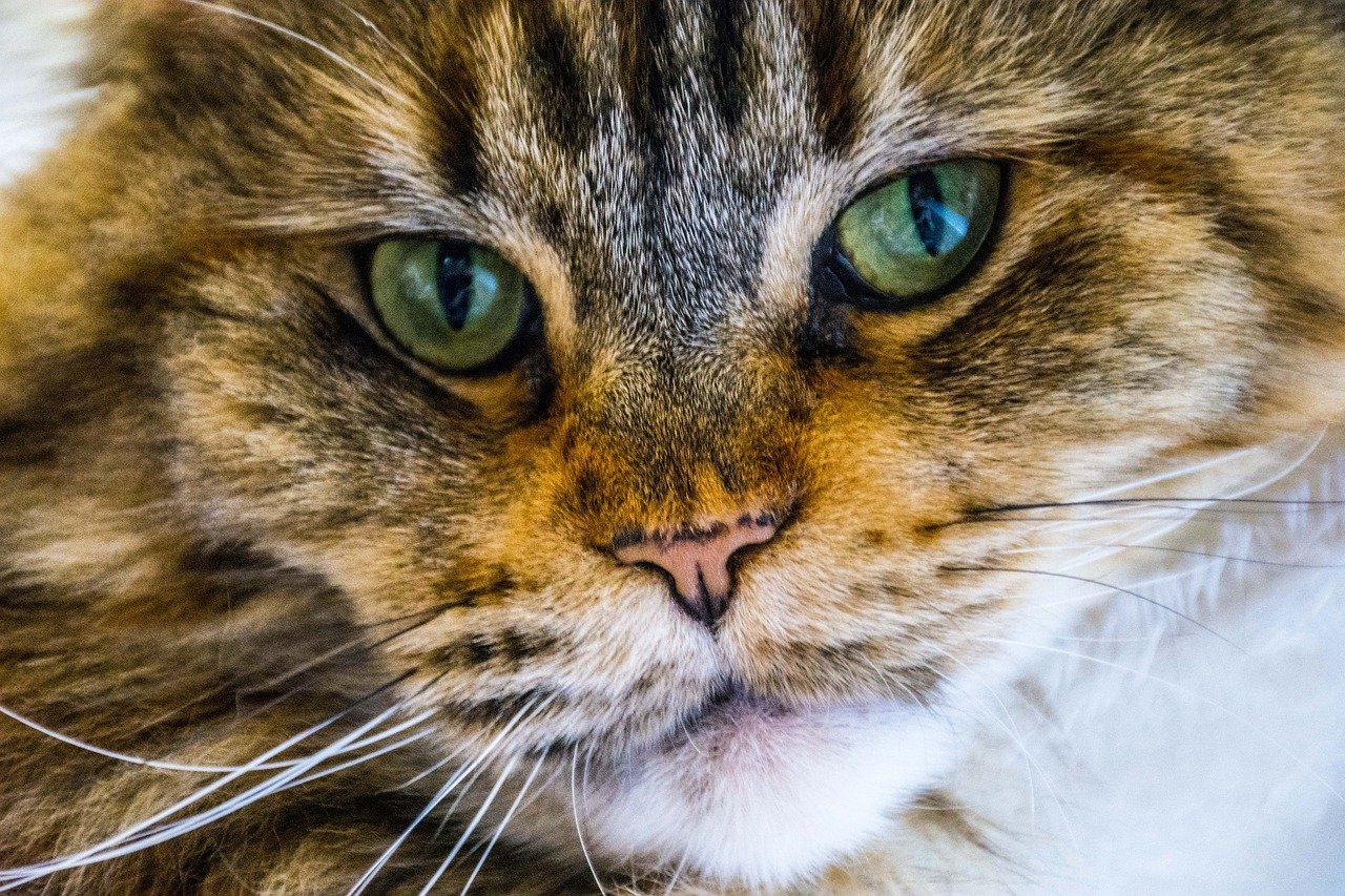 charakter maine coon