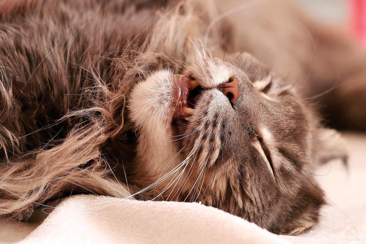 maine coon qui dort