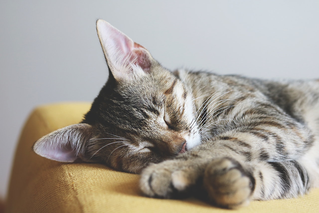 Position Katze schläft auf der Seite