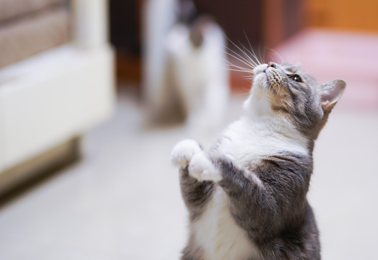 posizione del gatto in piedi