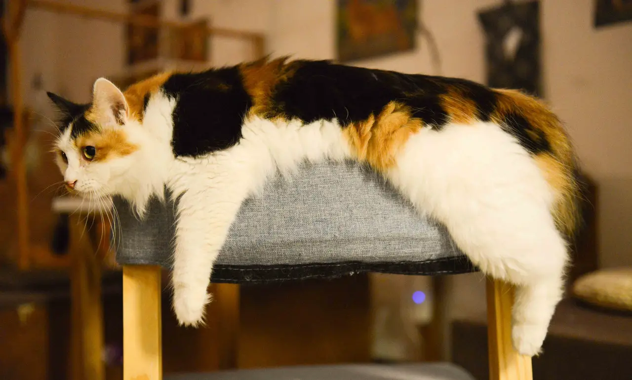 posición acrobática del gato dormido