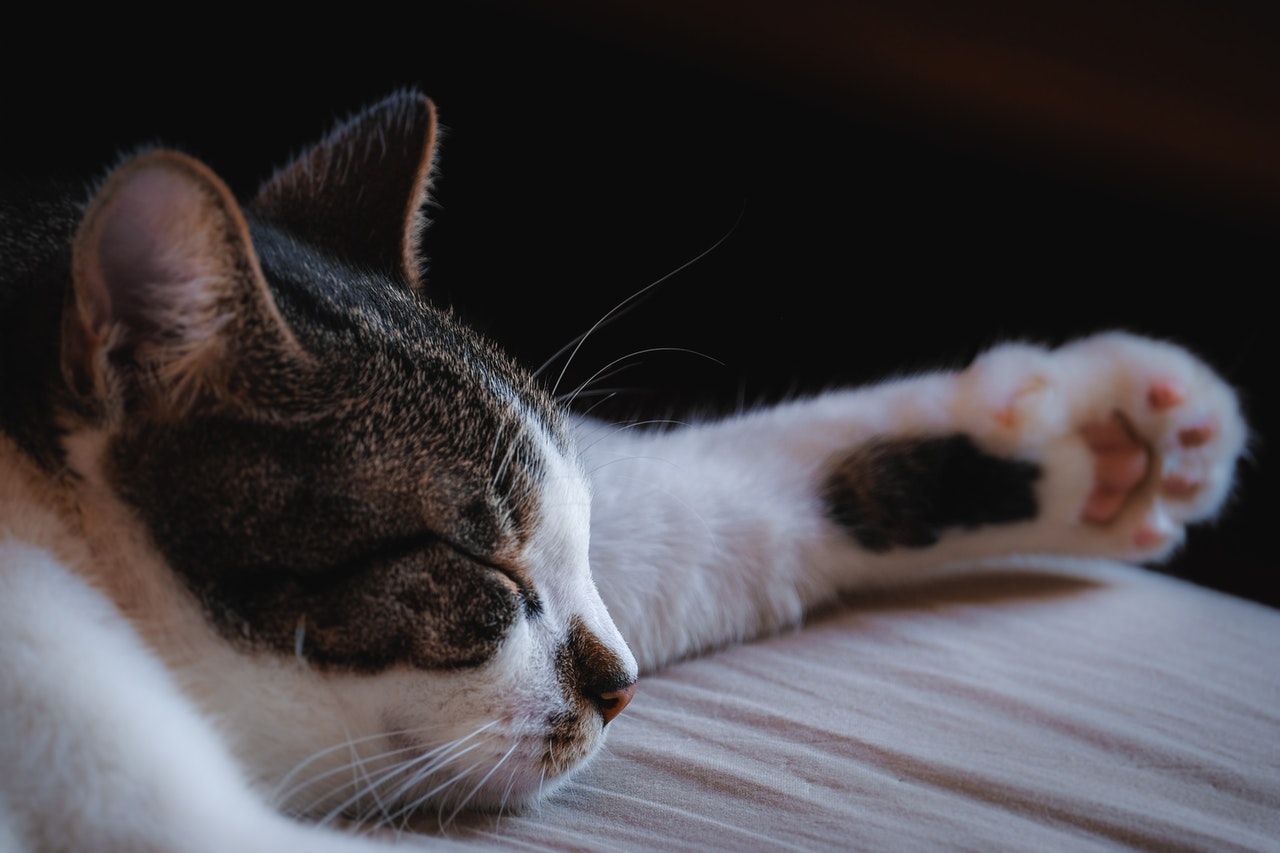 Katzenposition auf dem Bauch liegend