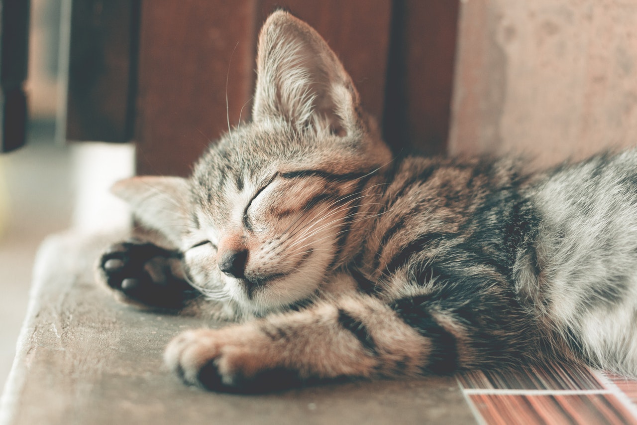 chat qui dort sur le sol