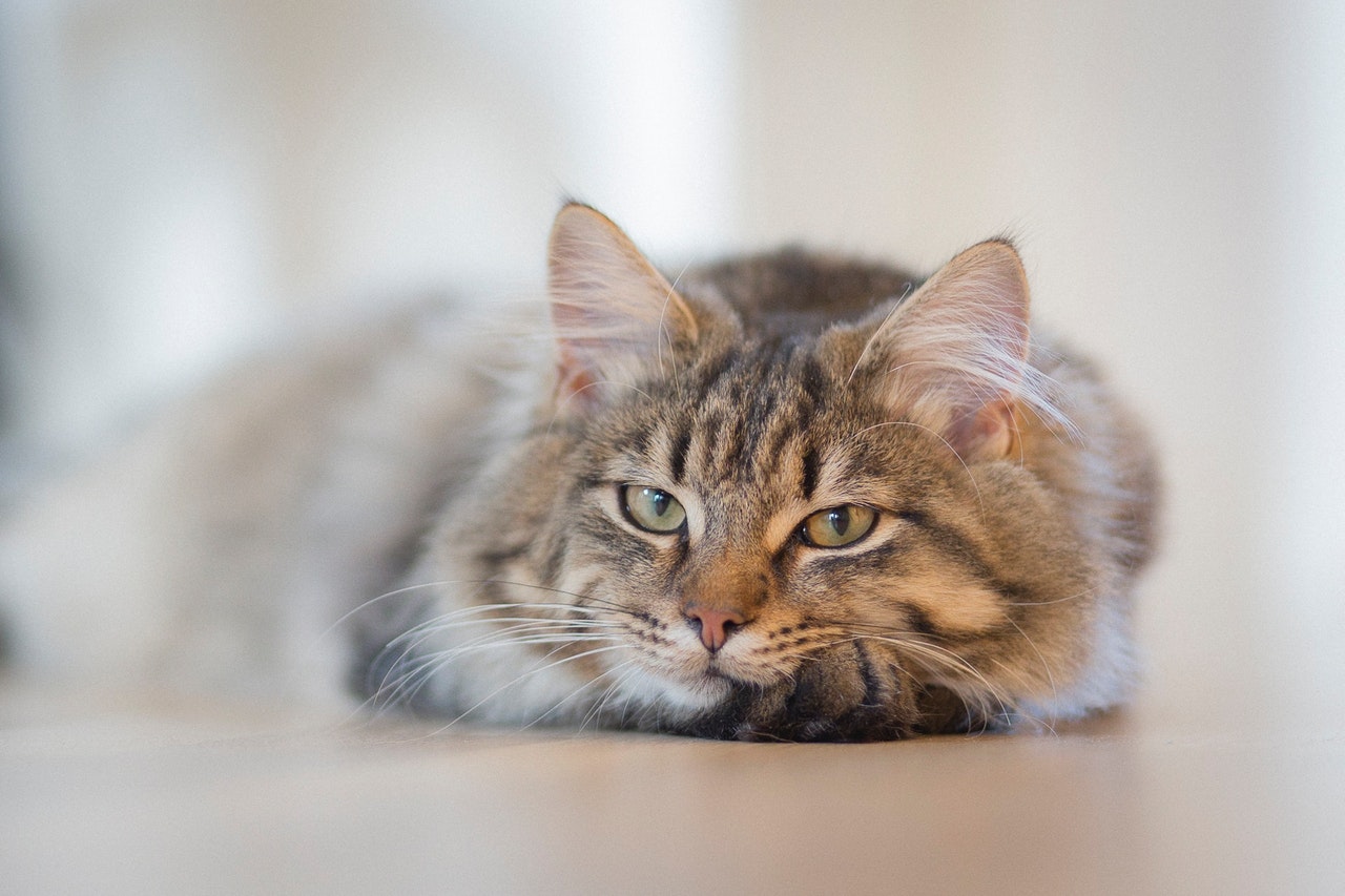 15 Kattenstanden en hun betekenis