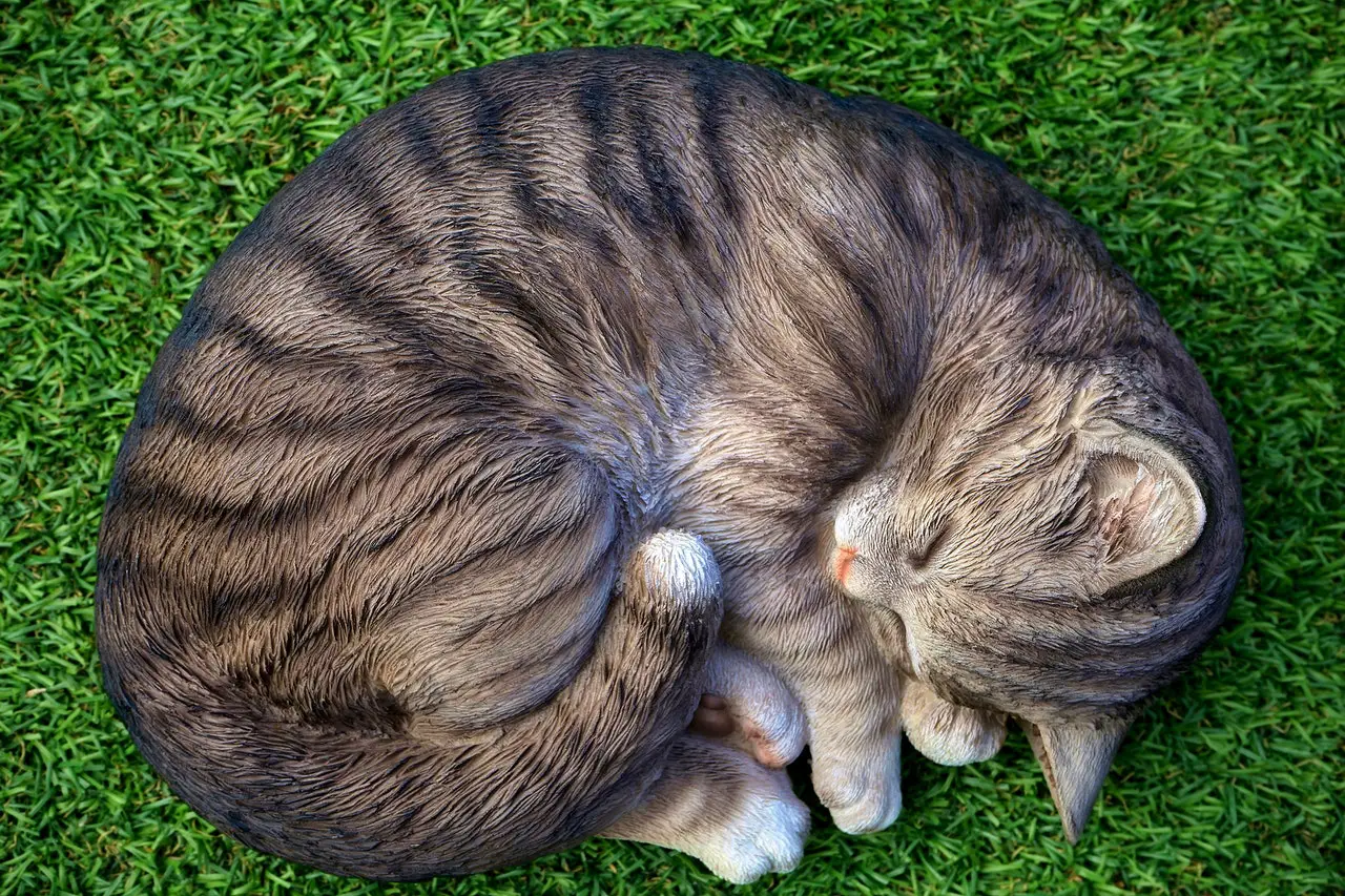posición del gato para dormir significado