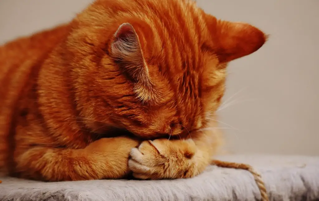 15 Positions du Chat et leur Signification Toilettage Chiens Chats