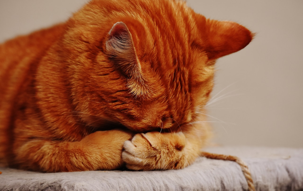 posición de gato dormido con las patas en la cara