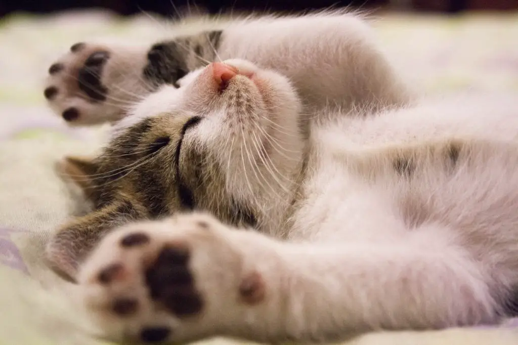 15 Positions du Chat et leur Signification Toilettage Chiens Chats