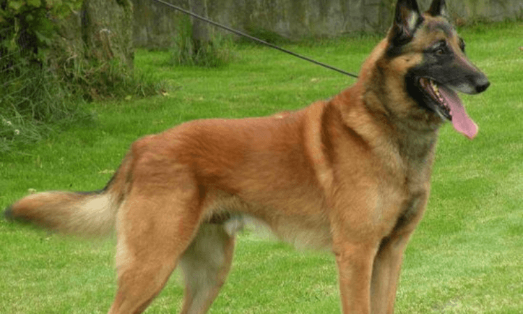 Grooming a Belgian Shepherd : Como cuidar de um Pastor Belga ?