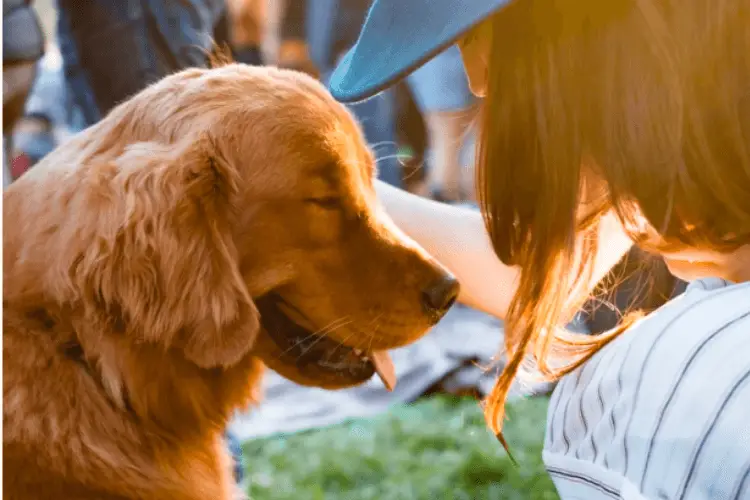 Abituare l'animale alla toelettatura