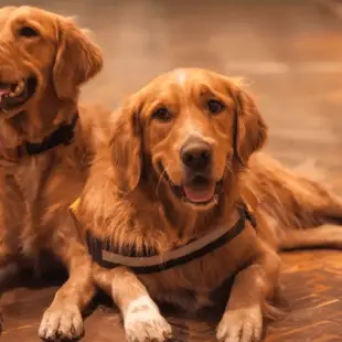 Pflegen des Golden Retrievers: Wie pflegt man einen Golden Retriever?