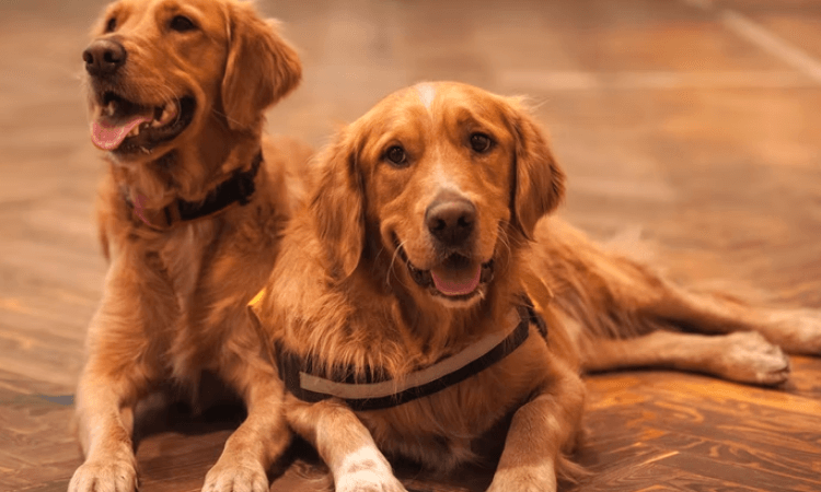 Golden Retriever Tımar: Golden Retriever nasıl tımar edilir?