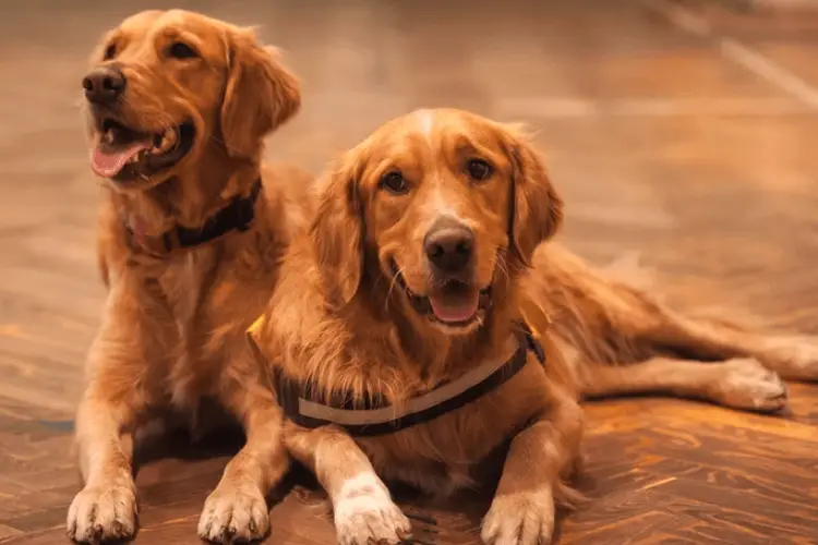 Pflegen des Golden Retrievers: Wie pflegt man einen Golden Retriever?