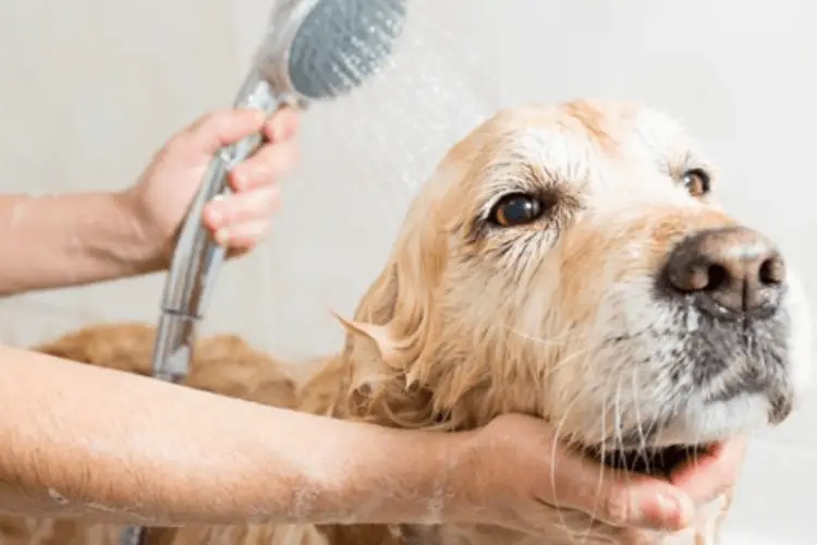 Badewanne belgischer Schäferhund