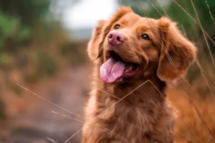 Grooming a Golden Retriever  