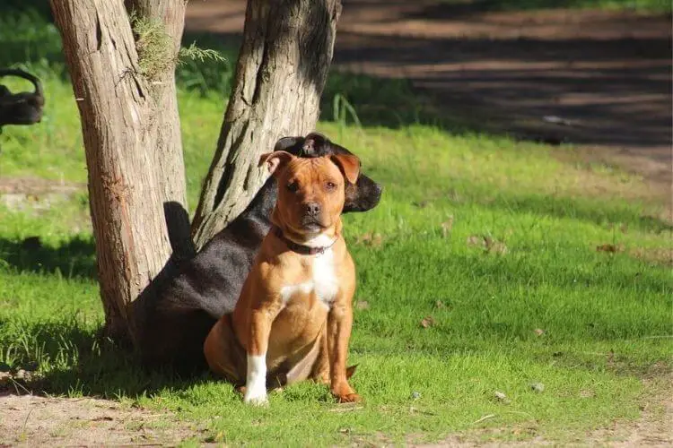 Toilettage Staffie 1