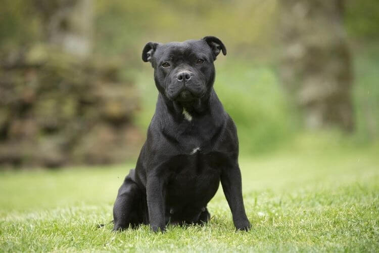 Staffie grooming