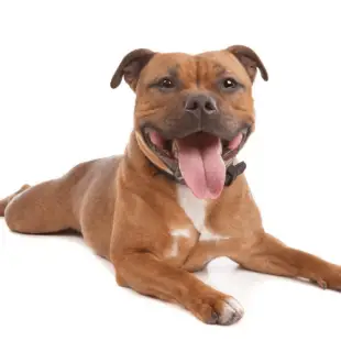 Staffie grooming : Como cuidar de um Staffie?