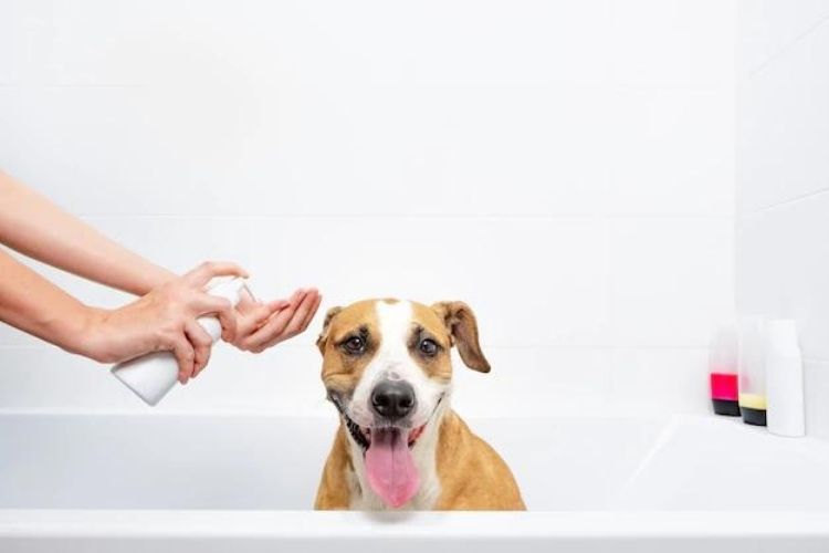 Staffie grooming