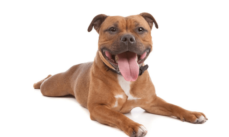 Staffie tımarı : Bir Staffie nasıl tımar edilir?