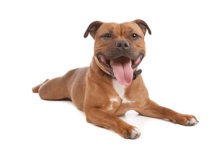 Staffie grooming : Como cuidar de um Staffie?