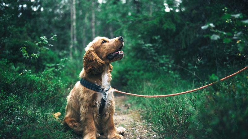 The English Cocker Spaniel: origem, carácter e educação
