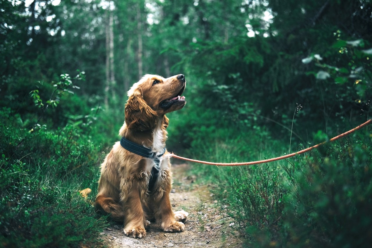 Angielski Cocker Spaniel: pochodzenie, charakter i wychowanie