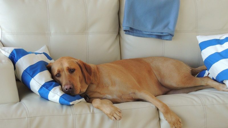 Limpeza e cuidados com a almofada do meu cão
