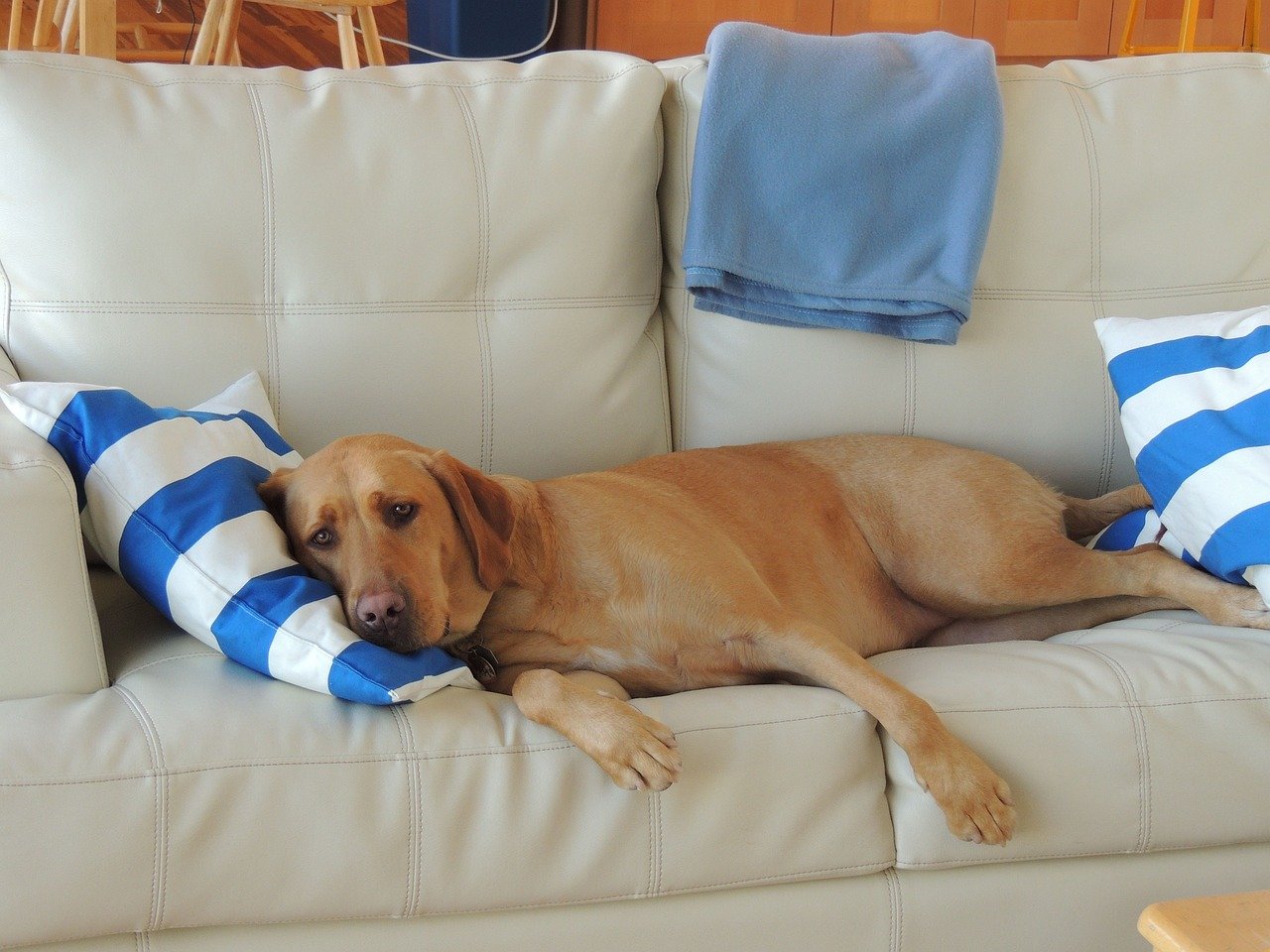 Limpeza e cuidados com a almofada do meu cão